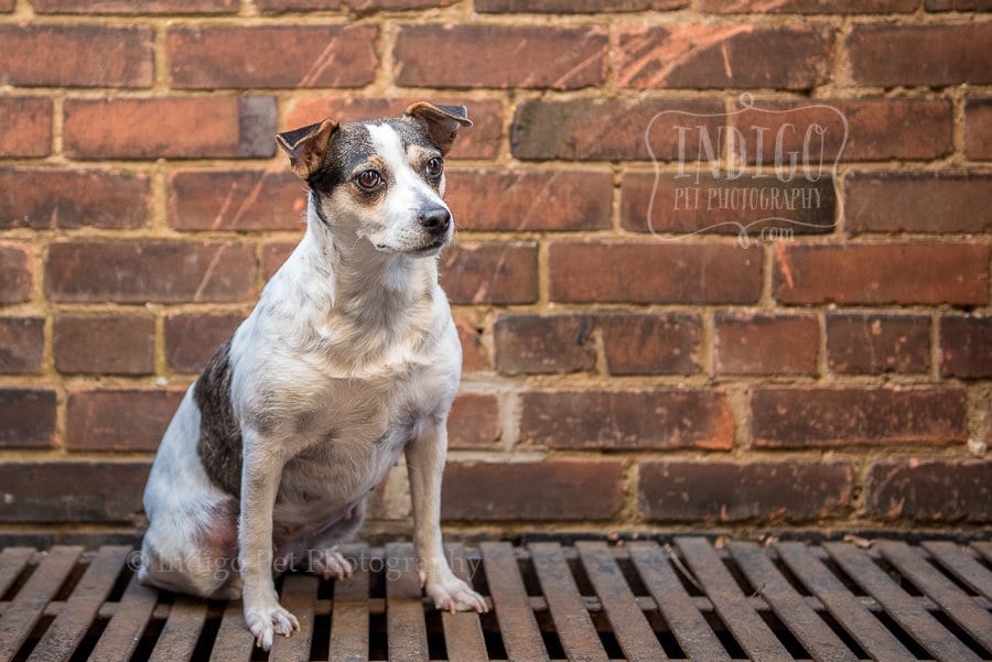 Lilly looks like the RCA dog by Niagara Pet photographer Karen Black