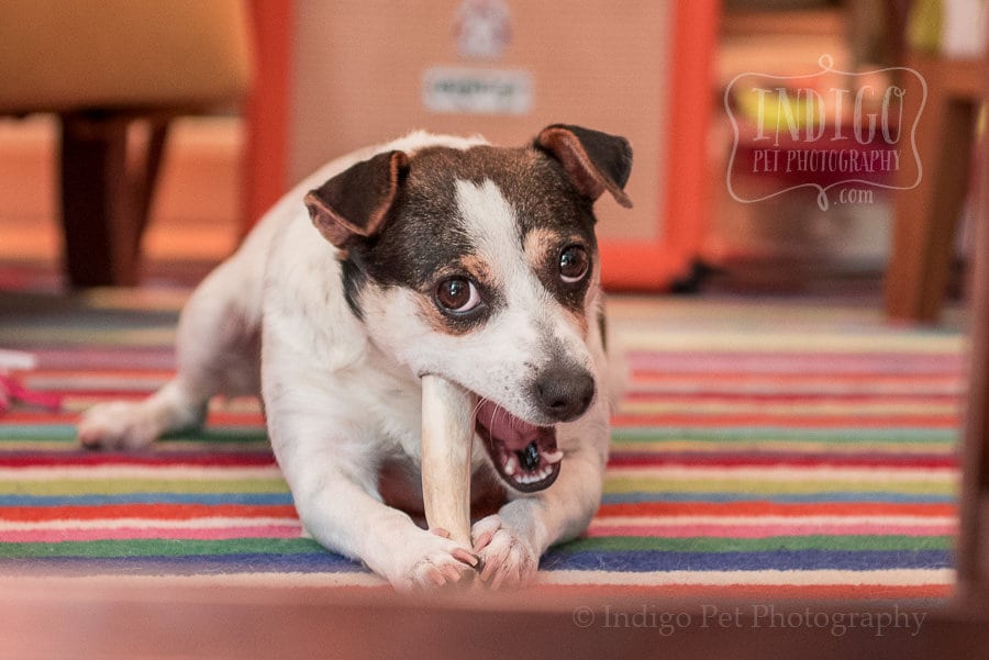 Lilly chewing a bone by Niagara Pet photographer Karen Black