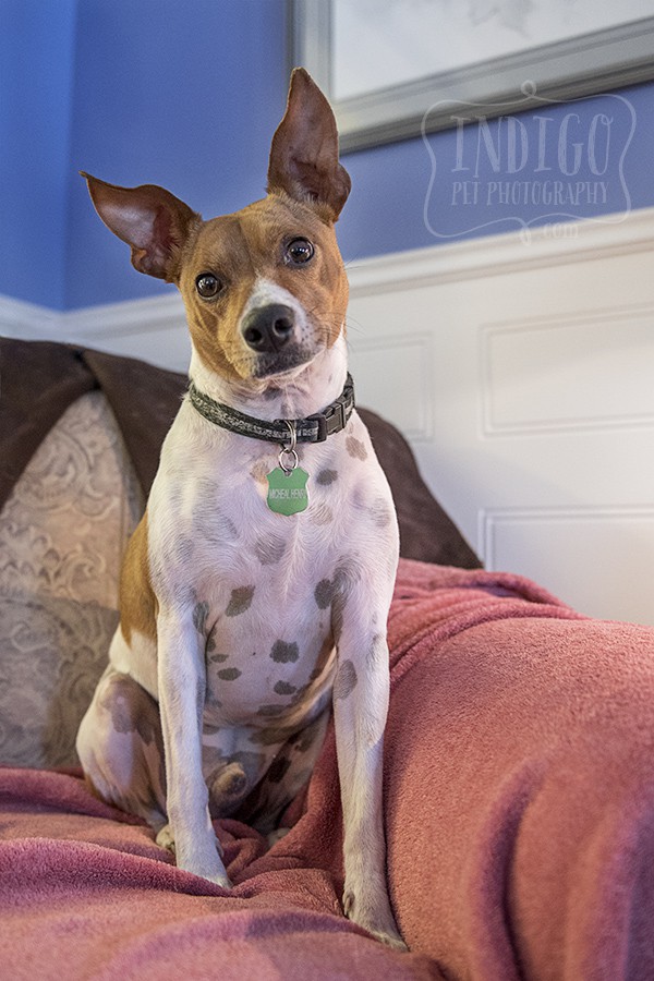  a rescued JRT sitting proudly for his portrait 