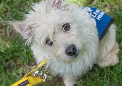 Sweet little Westie X available for adoption through Lincoln Country Humane Society