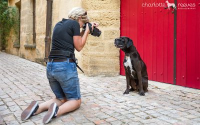Dog Photography | It’s how we roll | Barkjour part II
