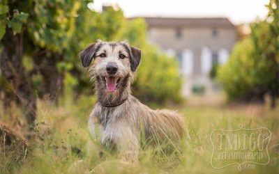 Barkjour | Indigo Pet Photography goes to les chiens | Part 1