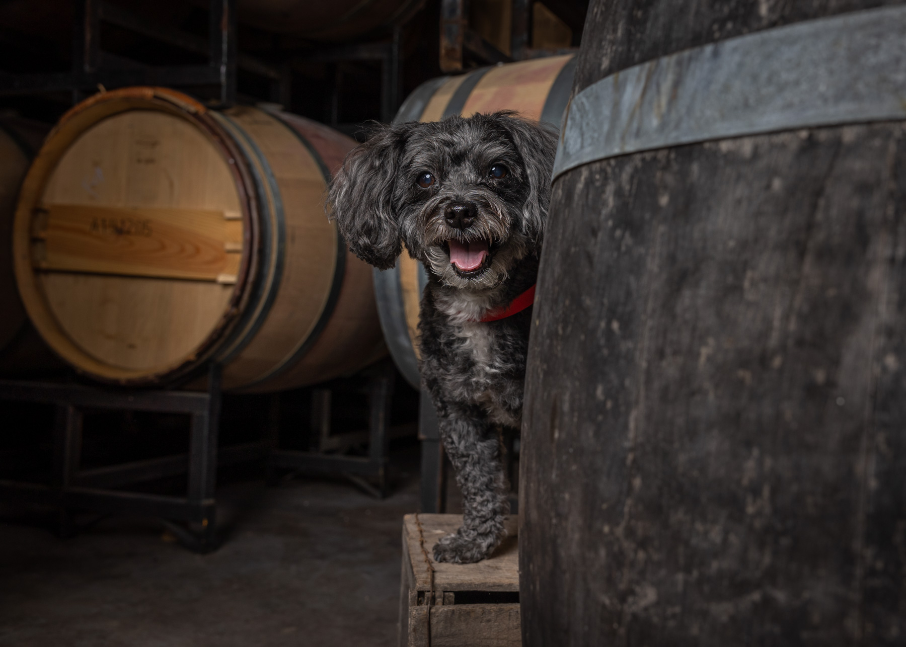 Happy cute dog standing on a wine barrel in a cellar
