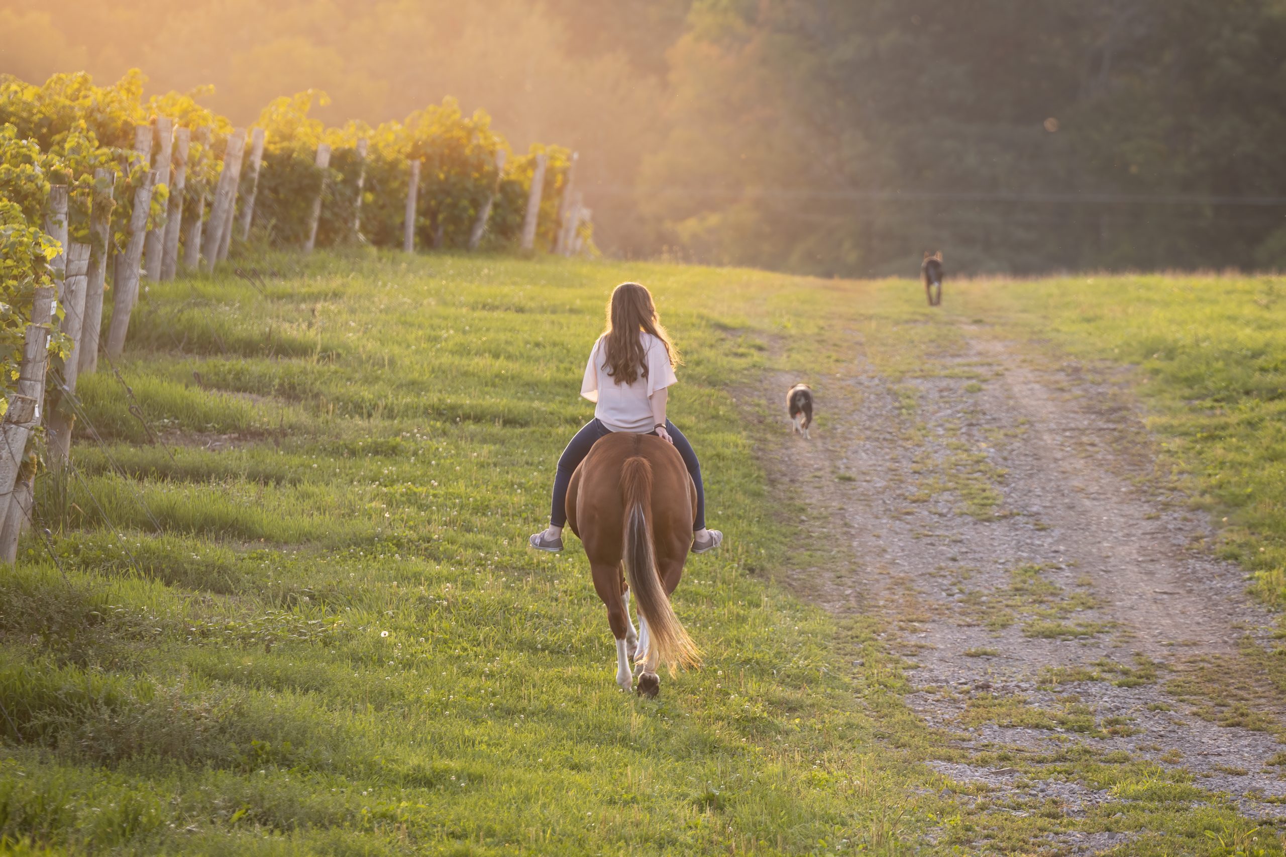 Girl riding horse with her dogs