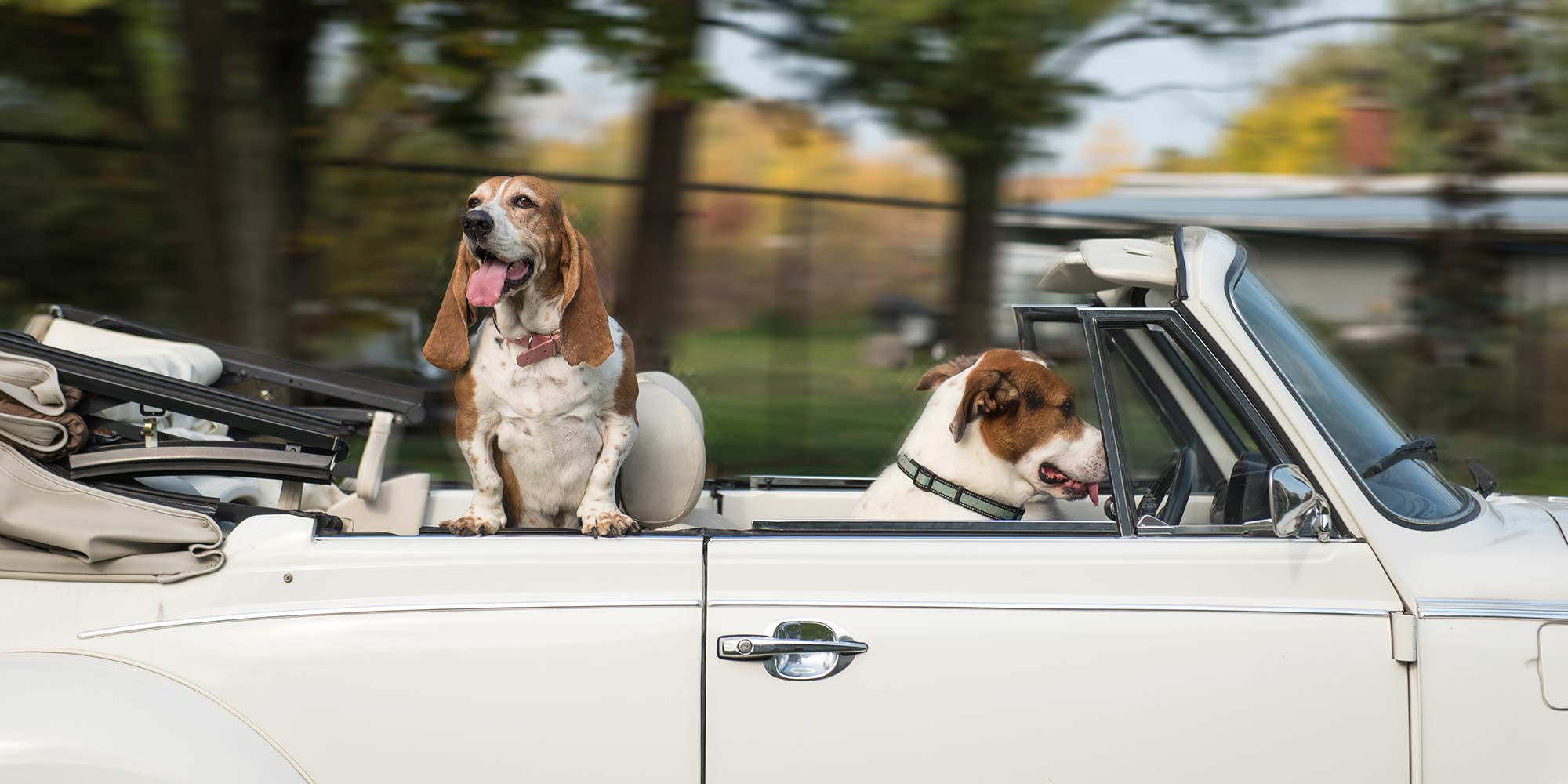 dogs riding in a car